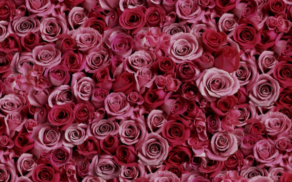 Розы - символ 10 годовщины свадьбы. 
