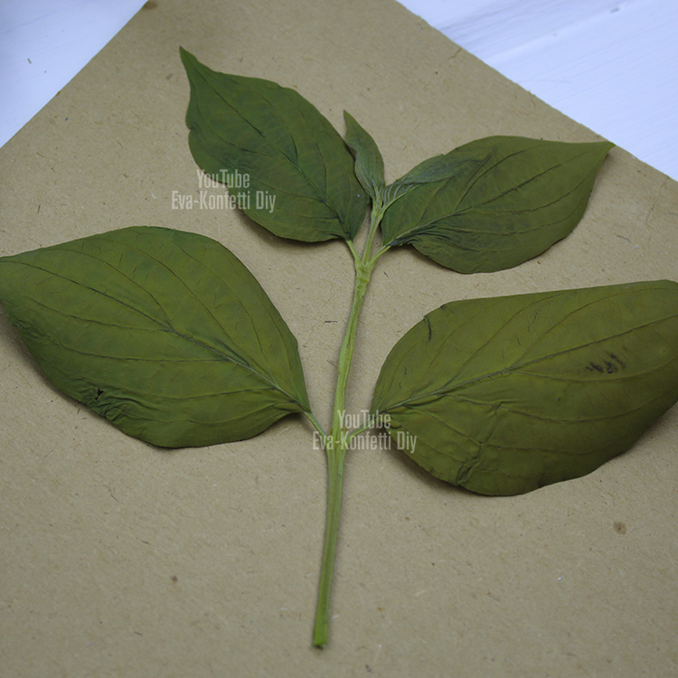 Как быстро засушить листья для гербария или поделок (лучший способ мгновенной сушки растений)